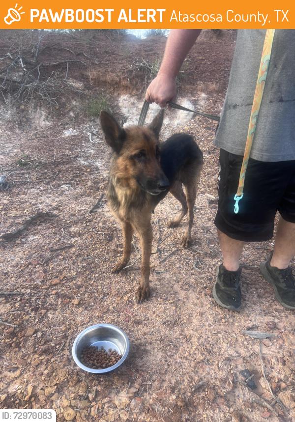 Found/Stray Female Dog last seen Box hse Road, Atascosa County, TX 78052