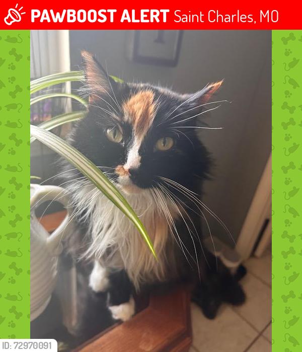 Lost Female Cat last seen Yankee drive, Saint Charles, MO 63303