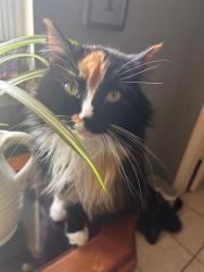 Lost Female Cat last seen Yankee drive, Saint Charles, MO 63303