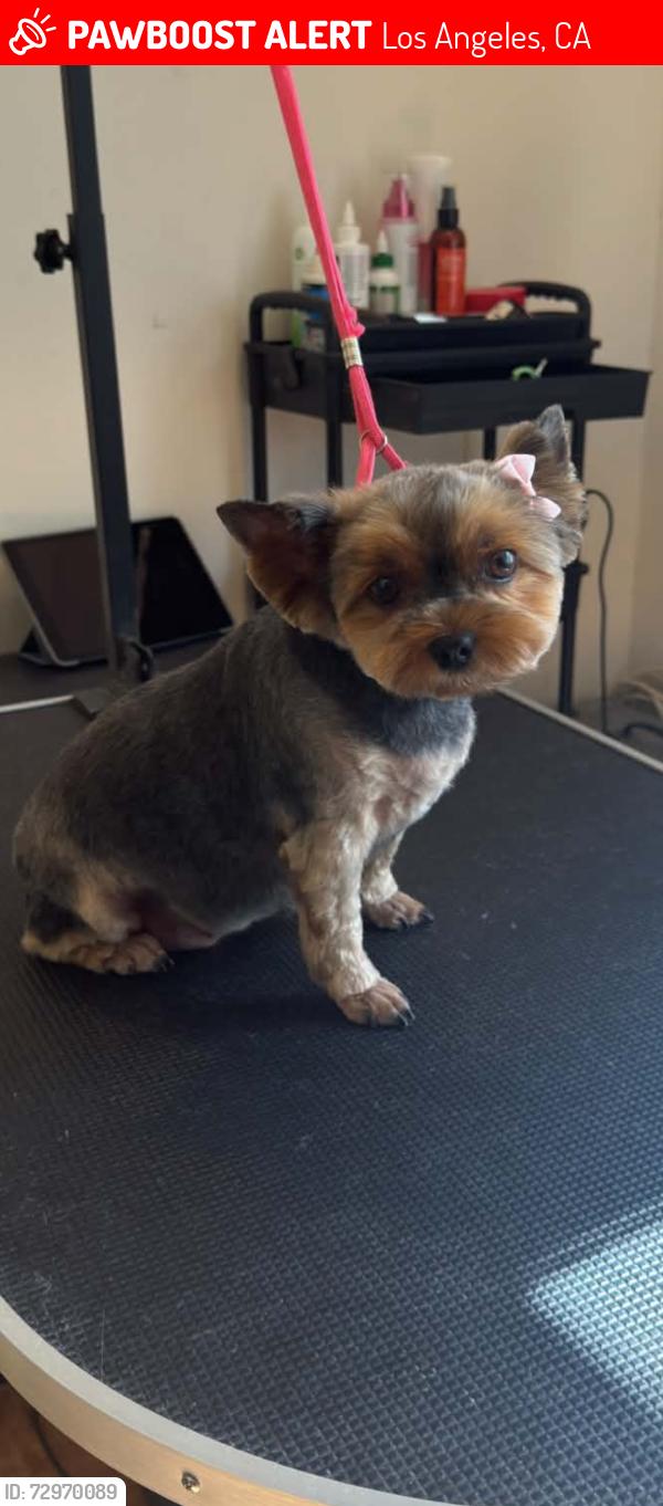 Lost Female Dog last seen Lake Balboa park, Los Angeles, CA 91406