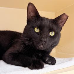 Lost Male Cat last seen Near W Girard Ave, Philadelphia, PA 19131