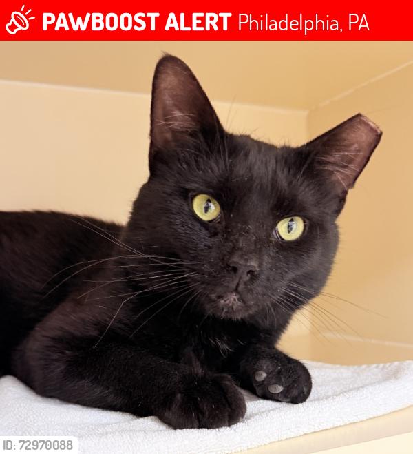 Lost Male Cat last seen Near W Girard Ave, Philadelphia, PA 19131