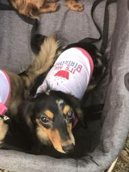 Reunited Female Dog last seen Near Towerwood Dr, Conroe, TX 77306, USA, Conroe, TX 77306