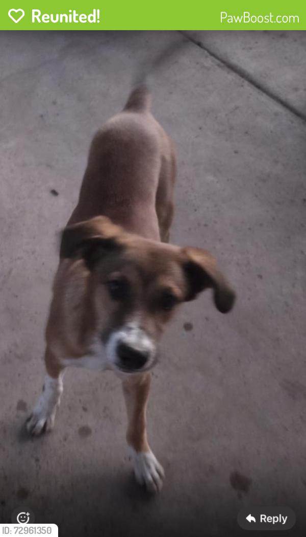 Reunited Male Dog last seen Pecan & Bentsen, McAllen, TX 78501