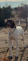 Reunited Female Dog last seen Lassen and Stuveling, Hesperia, CA 92344