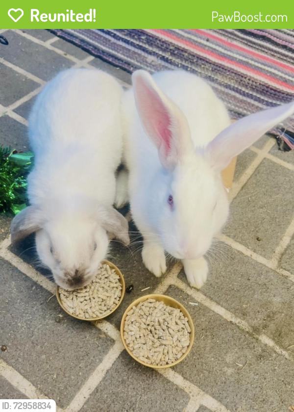 Reunited Male Rabbit last seen Kate close , Kennington Victoria 3550, Kennington, VIC 3550