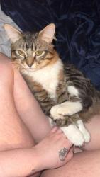 Lost Male Cat last seen Neighbor hood , Caldwell, ID 83605
