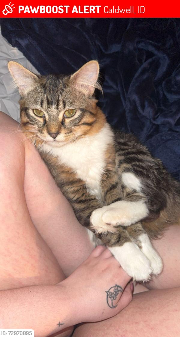 Lost Male Cat last seen Neighbor hood , Caldwell, ID 83605