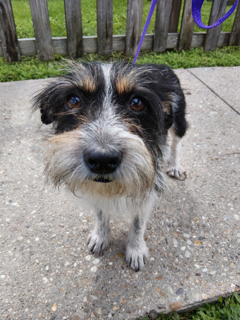 Shelter Stray Male Dog last seen Near S Bienville, LAFAYETTE, LA, 70501, 410 Dugas Rd, Lafayette, LA 70507, USA
