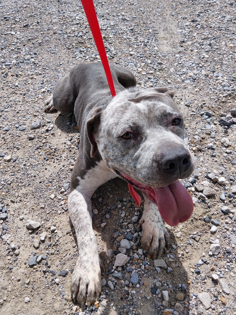 Shelter Stray Male Dog last seen Near Sonny Roy Lane, LAFAYETTE, LA, 70507, Lafayette, LA 70507