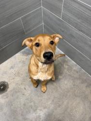Shelter Stray Male Dog last seen Ditch, CARENCRO, LA, 70520, Lafayette, LA 70507