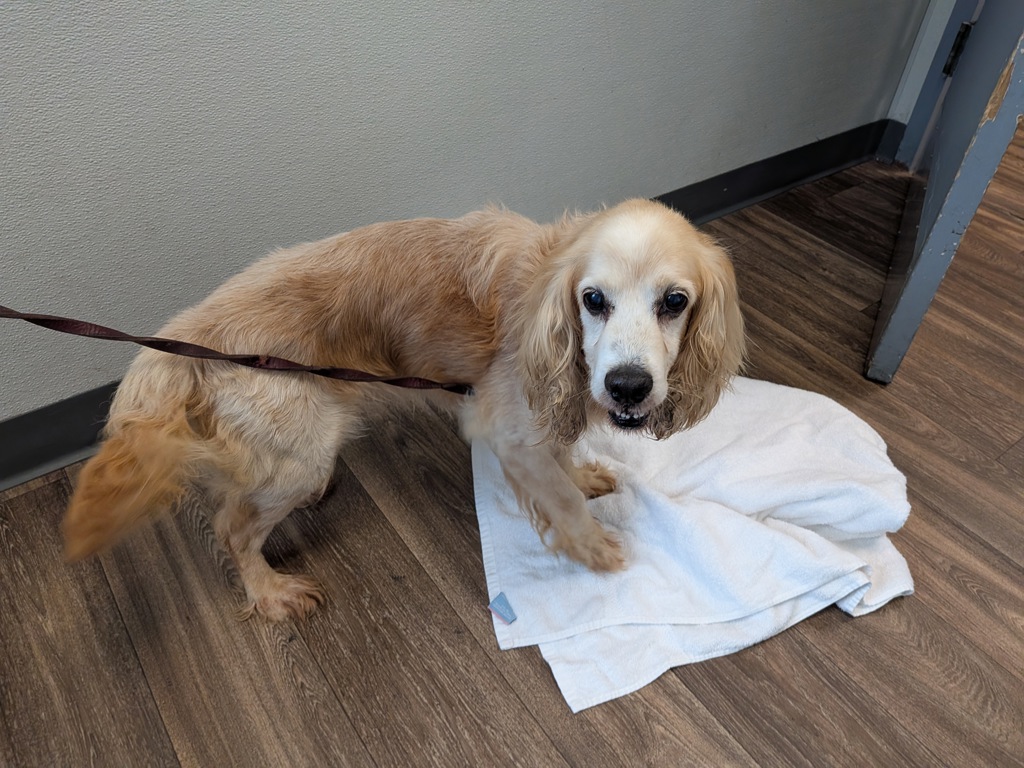 Shelter Stray Male Dog last seen Mission Bay Park, San Diego, CA, 92109, 5500 Gaines St, San Diego, CA 92110, USA