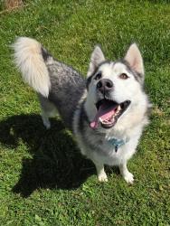 Shelter Stray Male Dog last seen Near Ritchie Highway, GLEN BURNIE, MD, 21060, Millersville, MD 21054