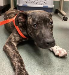 Shelter Stray Male Dog last seen Near Hopson Drive, RALEIGH, NC, 27604, Raleigh, NC 27610