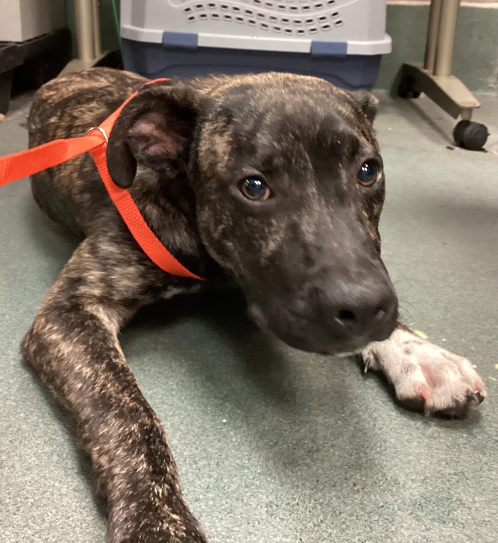 Shelter Stray Male Dog last seen Near Hopson Drive, RALEIGH, NC, 27604, Raleigh, NC 27610