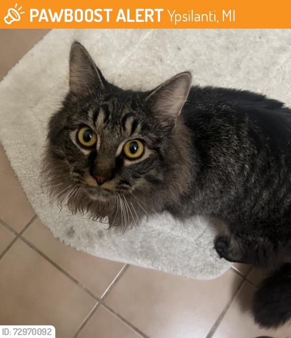 Found/Stray Unknown Cat last seen Near Cross Street , Ypsilanti, MI 48198