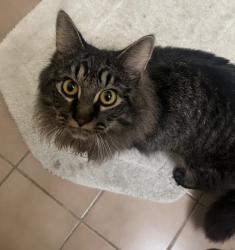 Found/Stray Unknown Cat last seen Near Cross Street , Ypsilanti, MI 48198