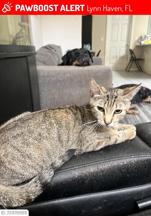 Lost Female Cat last seen Near W 26th st Lynn Haven FL , Lynn Haven, FL 32444