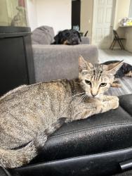 Lost Female Cat last seen Near W 26th st Lynn Haven FL , Lynn Haven, FL 32444