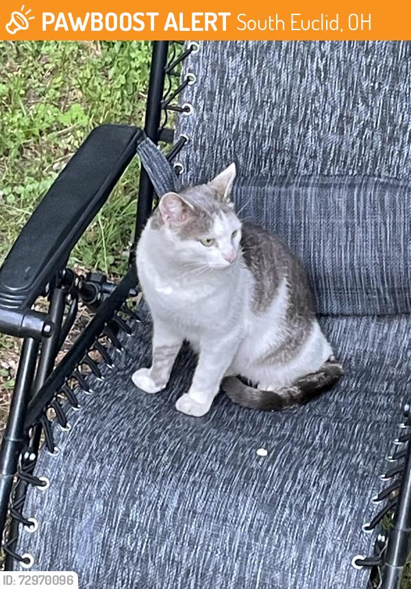Found/Stray Unknown Cat last seen hmstd, South Euclid, OH 44121