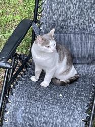 Found/Stray Unknown Cat last seen hmstd, South Euclid, OH 44121