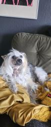 Reunited Female Dog last seen 10th Street and Linden Street, Oakland, CA 94607