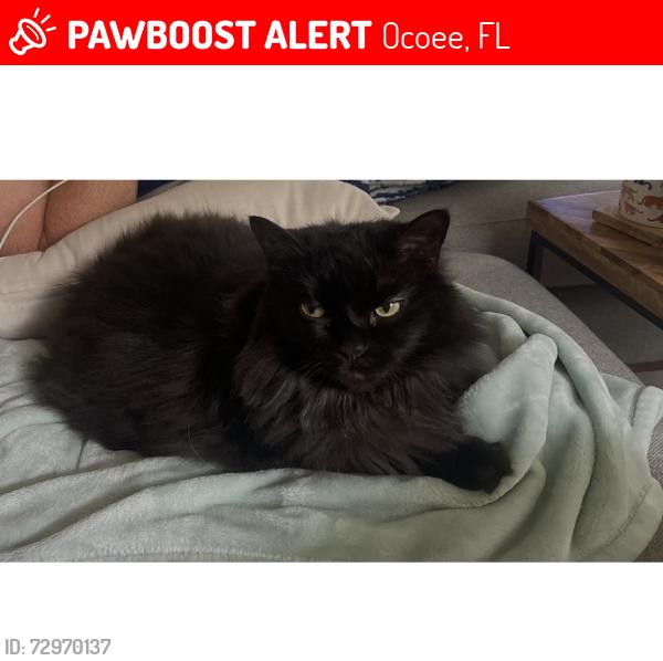 Lost Female Cat last seen Sleepy Harbor, Ocoee, FL 34761