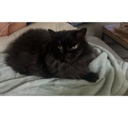 Lost Female Cat last seen Sleepy Harbor, Ocoee, FL 34761