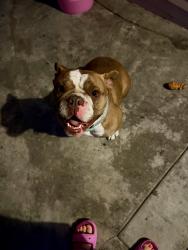Found/Stray Female Dog last seen Woodruff and Artesia , Bellflower, CA 90706