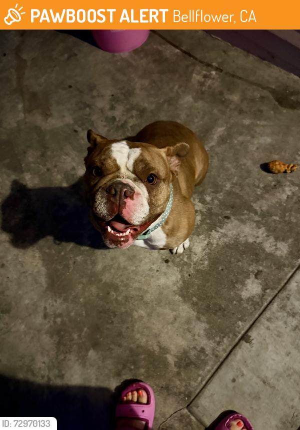 Found/Stray Female Dog last seen Woodruff and Artesia , Bellflower, CA 90706