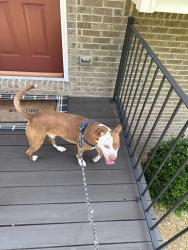 Found/Stray Male Dog last seen Harr town, Kingsport, TN 37664