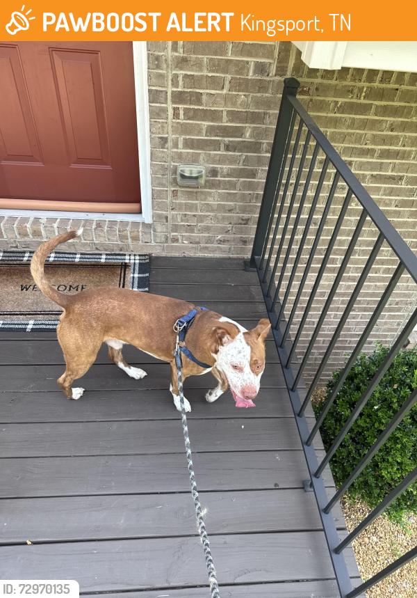 Found/Stray Male Dog last seen Harr town , Kingsport, TN 37664