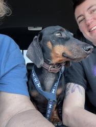 Found/Stray Male Dog last seen Near eagle eye drive nw, Albuquerque, NM 87120