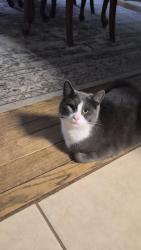 Lost Male Cat last seen John B. White Sr Blvd, Spartanburg, SC 29301