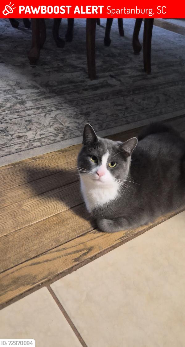 Lost Male Cat last seen John B. White Sr Blvd, Spartanburg, SC 29301