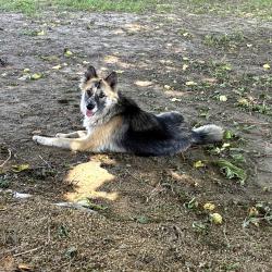 Found/Stray Female Dog last seen Lower Sacramento Road,Woodbridge,  CA, Woodbridge, CA 95258