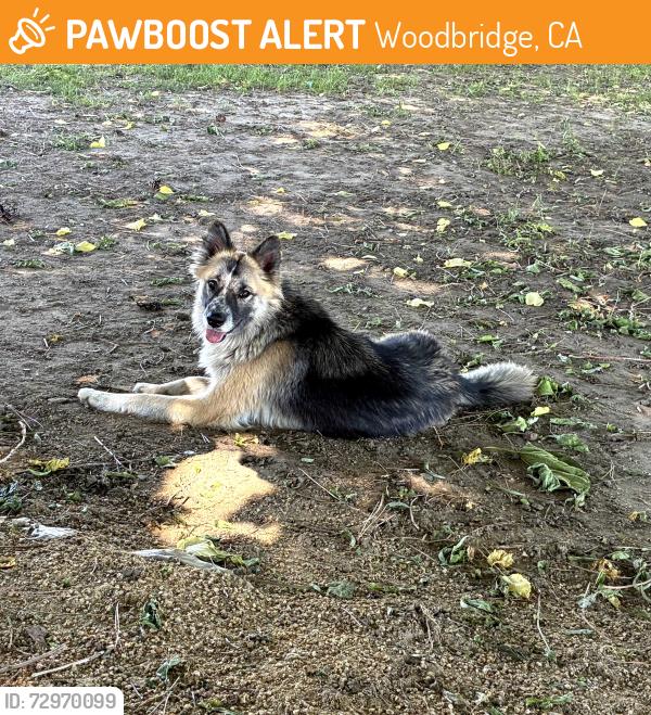 Found/Stray Female Dog last seen Lower Sacramento Road,Woodbridge,  CA, Woodbridge, CA 95258