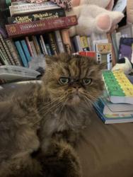 Reunited Female Cat last seen Pine Grove Dr and Powder Stprings St, Powder Springs, GA 30127
