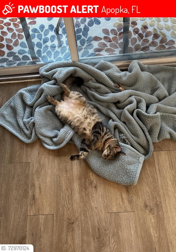 Lost Male Cat last seen Welch and Park, Apopka, FL 32712