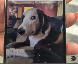 Reunited Male Dog last seen Racine and Adam's , Chicago, IL 60607