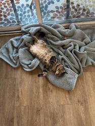 Lost Male Cat last seen Welch and Park, Apopka, FL 32712