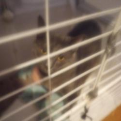 Shelter Stray Male Cat last seen , Philadelphia, PA 19140