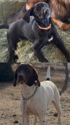 Reunited Female Dog last seen Lassen and Stuveling, Hesperia, CA 92344