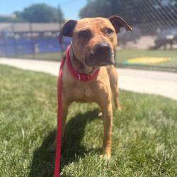 Shelter Stray Male Dog last seen , Philadelphia, PA 19140