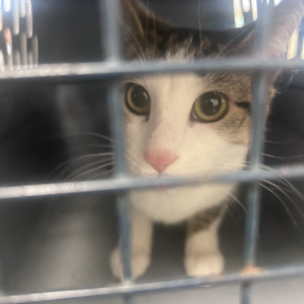 Shelter Stray Unknown Cat last seen , Animal Care & Control Team of Philly, 111 W Hunting Park Ave, Philadelphia, PA 19140, USA