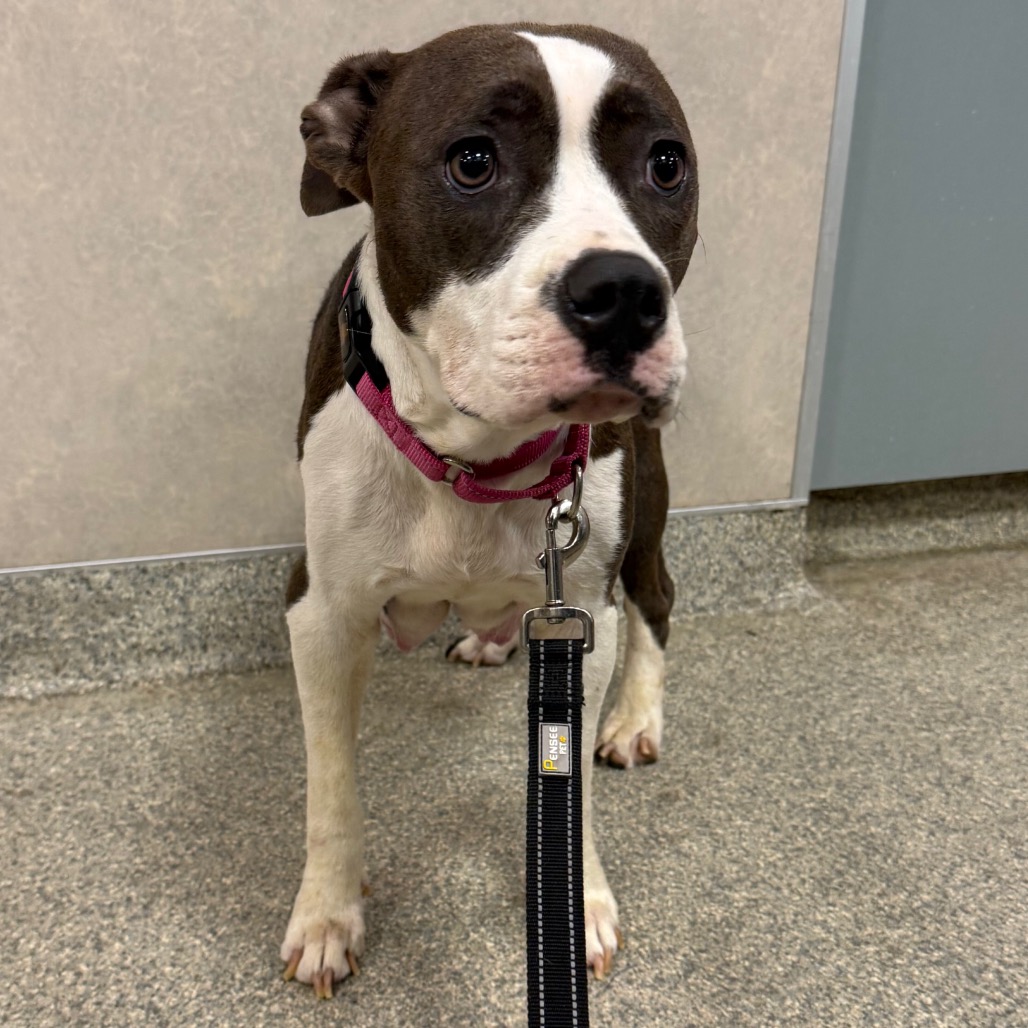 Shelter Stray Female Dog last seen , Jacksonville, FL 32216