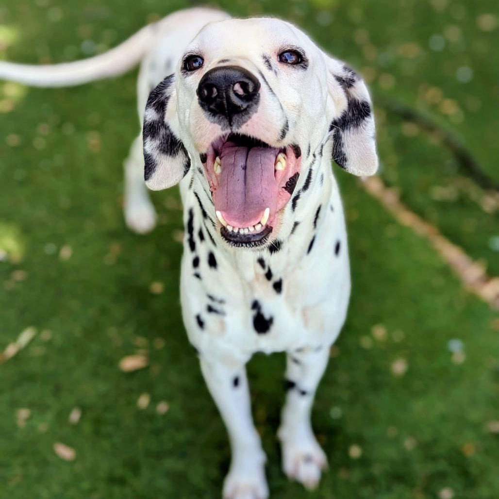 Shelter Stray Male Dog last seen , 8020 Washington St, Port Richey, FL 34668, USA