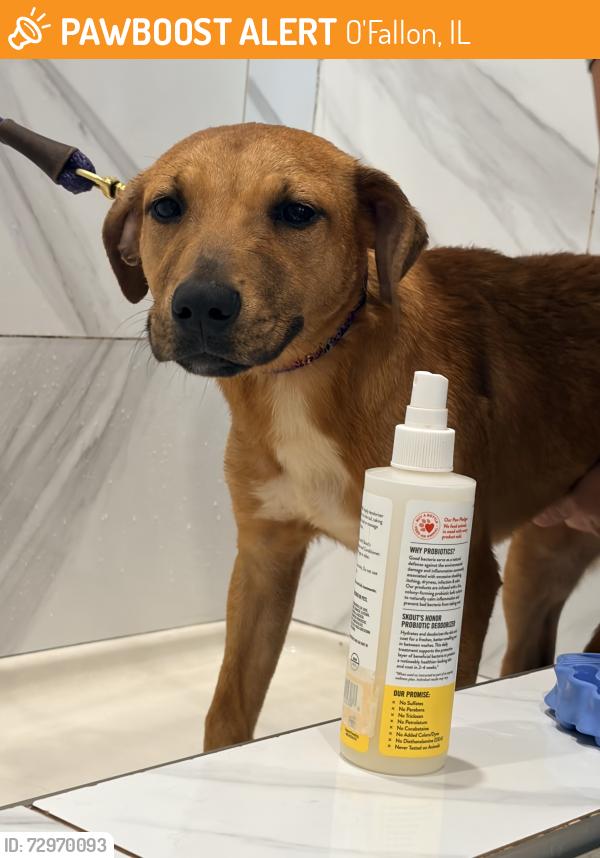 Found/Stray Female Dog last seen O’Fallon, IL, O'Fallon, IL 62269