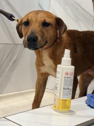 Found/Stray Female Dog last seen O’Fallon, IL, O'Fallon, IL 62269