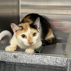 Shelter Stray Unknown Cat last seen , Greensboro, NC 27409